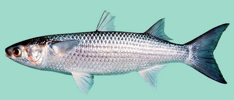 Mugil cephalus_06.jpg